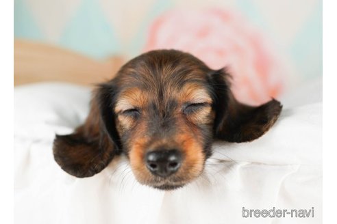 成約済の千葉県のミニチュアダックスフンド(ロングヘアード)-249495の4枚目