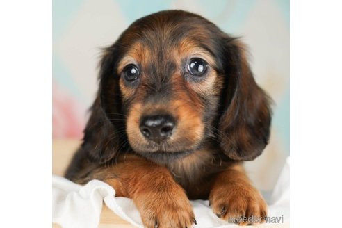 成約済の千葉県のミニチュアダックスフンド(ロングヘアード)-249495の1枚目