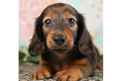 成約済の千葉県のミニチュアダックスフンド(ロングヘアード)-249495の5枚目