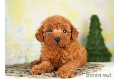 成約済の千葉県のトイプードル-249498の2枚目