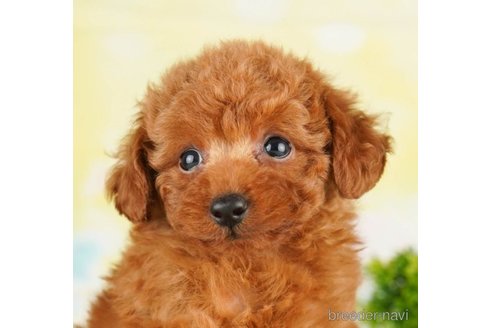 成約済の千葉県のトイプードル-249498の3枚目