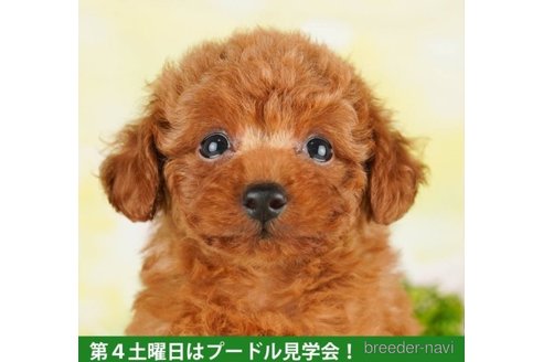 成約済の千葉県のトイプードル-249498の1枚目