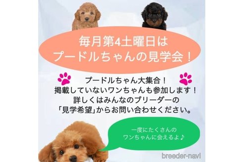 成約済の千葉県のトイプードル-249498の5枚目