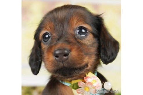 成約済の神奈川県のミニチュアダックスフンド(ロングヘアード)-249505の1枚目