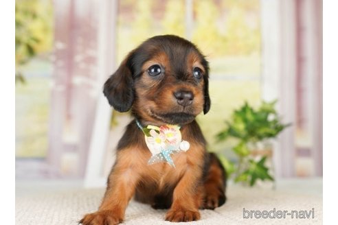 成約済の神奈川県のミニチュアダックスフンド(ロングヘアード)-249505の4枚目