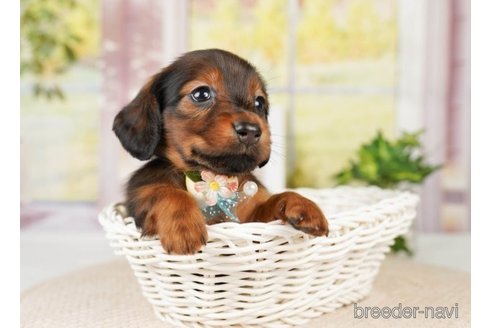 成約済の神奈川県のミニチュアダックスフンド(ロングヘアード)-249505の5枚目