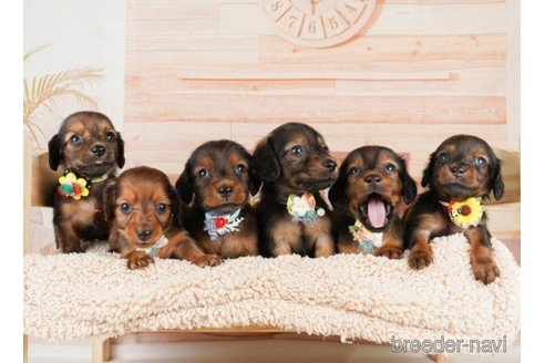 成約済の神奈川県のミニチュアダックスフンド(ロングヘアード)-249505の2枚目