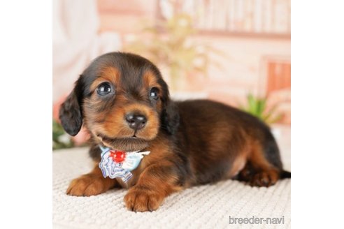 成約済の神奈川県のミニチュアダックスフンド(ロングヘアード)-249511の3枚目