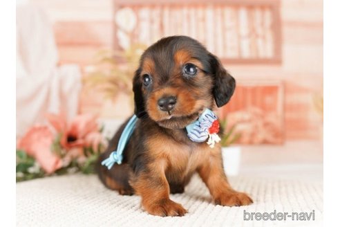 成約済の神奈川県のミニチュアダックスフンド(ロングヘアード)-249511の4枚目