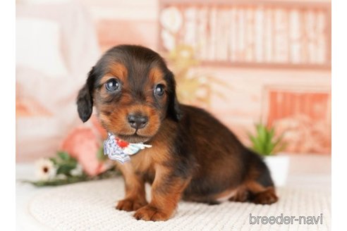 成約済の神奈川県のミニチュアダックスフンド(ロングヘアード)-249511の5枚目