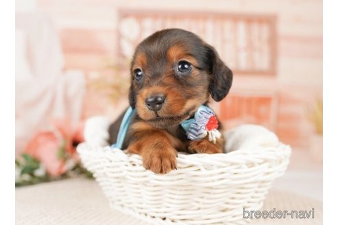 成約済の神奈川県のミニチュアダックスフンド(ロングヘアード)-249511の1枚目