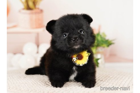 成約済の神奈川県のポメラニアン-249519の5枚目