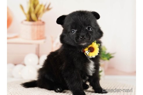 成約済の神奈川県のポメラニアン-249519の2枚目