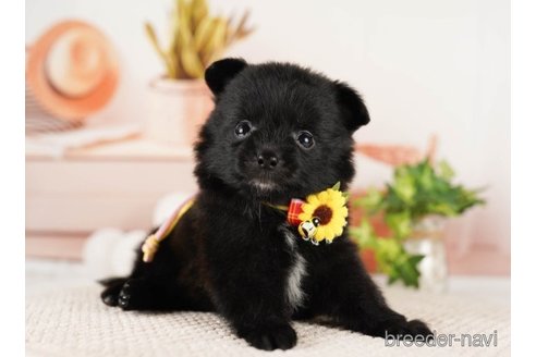 成約済の神奈川県のポメラニアン-249519の3枚目