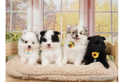 成約済の神奈川県のポメラニアン-249519の4枚目