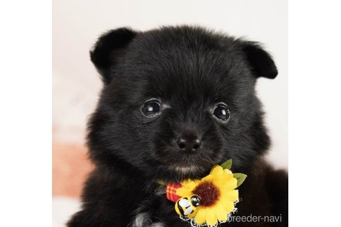 成約済の神奈川県のポメラニアン-249519