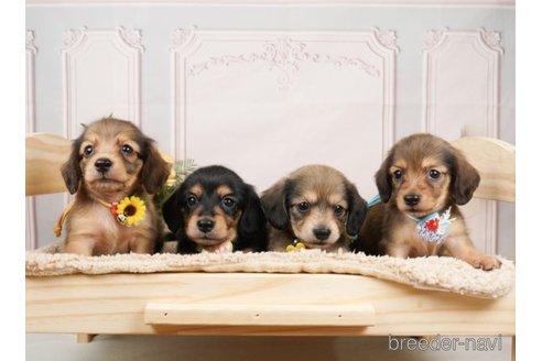 成約済の神奈川県のミニチュアダックスフンド(ロングヘアード)-249520の3枚目