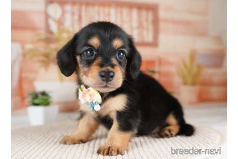 成約済の神奈川県のミニチュアダックスフンド(ロングヘアード)-249520の4枚目