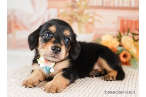 成約済の神奈川県のミニチュアダックスフンド(ロングヘアード)-249520の5枚目