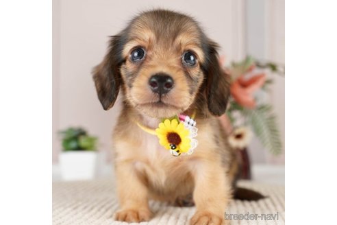 成約済の神奈川県のミニチュアダックスフンド(ロングヘアード)-249523の5枚目