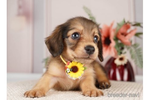 成約済の神奈川県のミニチュアダックスフンド(ロングヘアード)-249523の6枚目