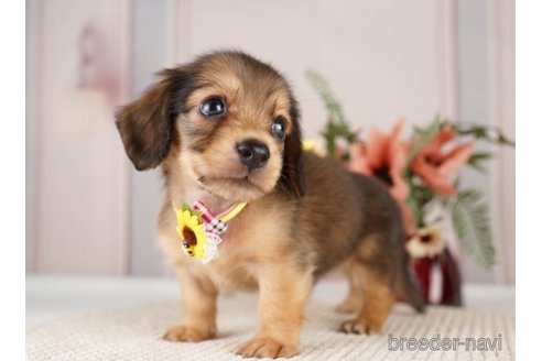 成約済の神奈川県のミニチュアダックスフンド(ロングヘアード)-249523の3枚目