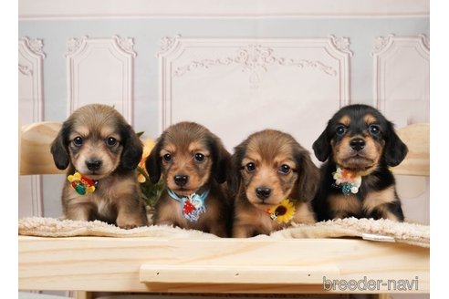 成約済の神奈川県のミニチュアダックスフンド(ロングヘアード)-249523の4枚目