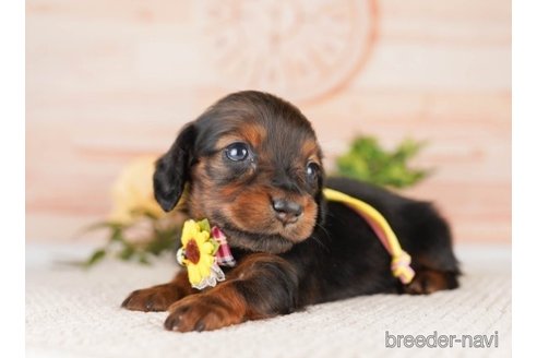 成約済の神奈川県のミニチュアダックスフンド(ロングヘアード)-249529の2枚目