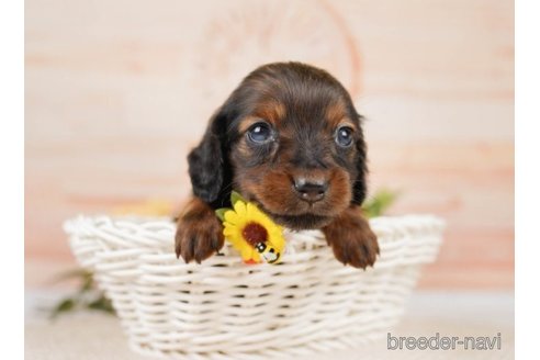 成約済の神奈川県のミニチュアダックスフンド(ロングヘアード)-249529の3枚目