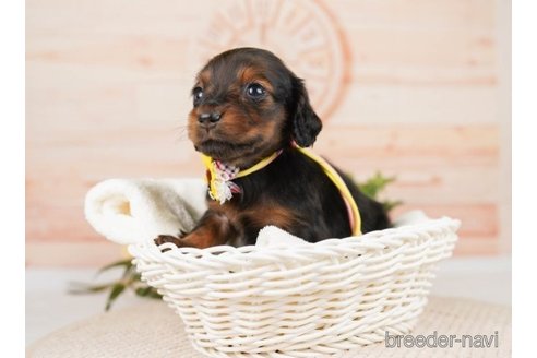 成約済の神奈川県のミニチュアダックスフンド(ロングヘアード)-249529の4枚目