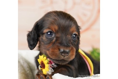 成約済の神奈川県のミニチュアダックスフンド(ロングヘアード)-249529の1枚目