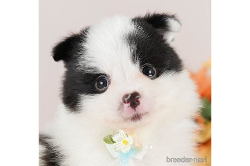 成約済の神奈川県のポメラニアン-249532の1枚目