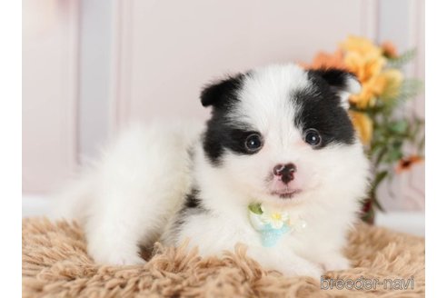 成約済の神奈川県のポメラニアン-249532の3枚目