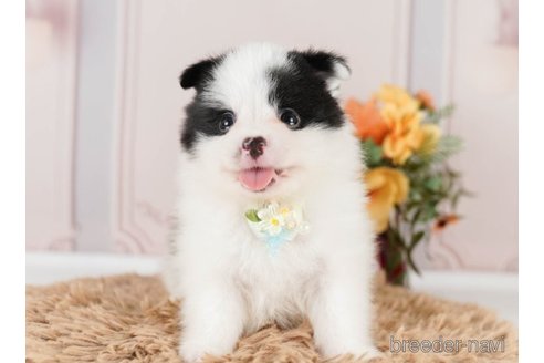 成約済の神奈川県のポメラニアン-249532の4枚目