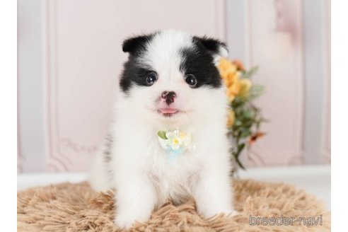 成約済の神奈川県のポメラニアン-249532の5枚目