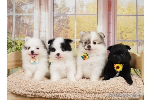 成約済の神奈川県のポメラニアン-249532の2枚目