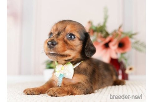 成約済の神奈川県のミニチュアダックスフンド(ロングヘアード)-249535の3枚目