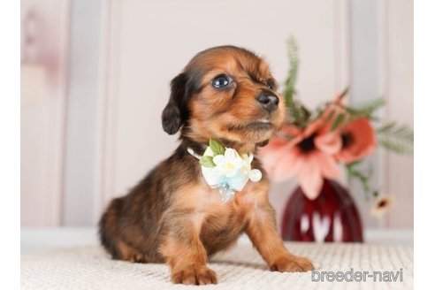 成約済の神奈川県のミニチュアダックスフンド(ロングヘアード)-249535の2枚目