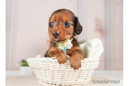 成約済の神奈川県のミニチュアダックスフンド(ロングヘアード)-249535の1枚目