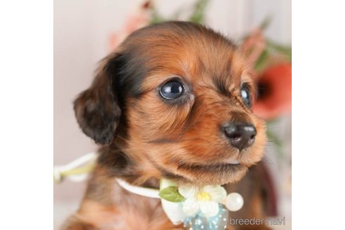 成約済の神奈川県のミニチュアダックスフンド(ロングヘアード)-249535の4枚目