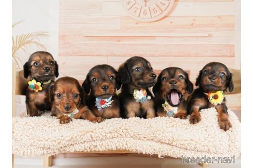 成約済の神奈川県のミニチュアダックスフンド(ロングヘアード)-249535の5枚目