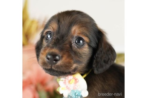 成約済の神奈川県のミニチュアダックスフンド(ロングヘアード)-249540の1枚目