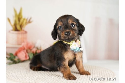 成約済の神奈川県のミニチュアダックスフンド(ロングヘアード)-249540の3枚目