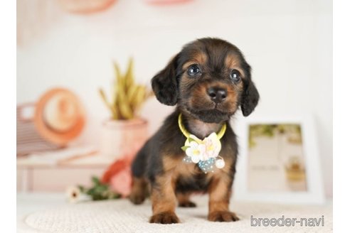 成約済の神奈川県のミニチュアダックスフンド(ロングヘアード)-249540の4枚目