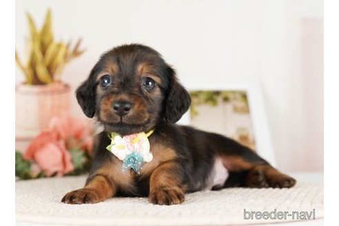 成約済の神奈川県のミニチュアダックスフンド(ロングヘアード)-249540の2枚目