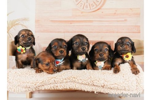 成約済の神奈川県のミニチュアダックスフンド(ロングヘアード)-249540の5枚目