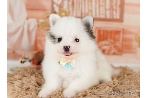 成約済の神奈川県のポメラニアン-249546の2枚目