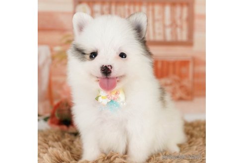 成約済の神奈川県のポメラニアン-249546の1枚目