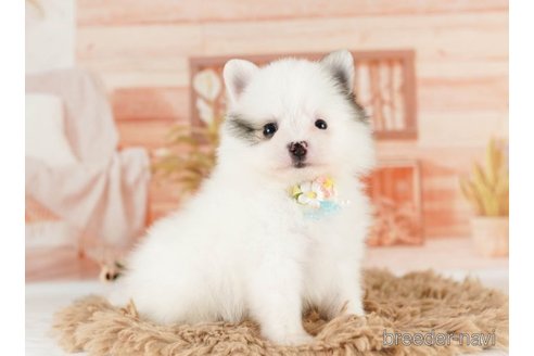 成約済の神奈川県のポメラニアン-249546の3枚目