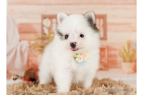 成約済の神奈川県のポメラニアン-249546の4枚目